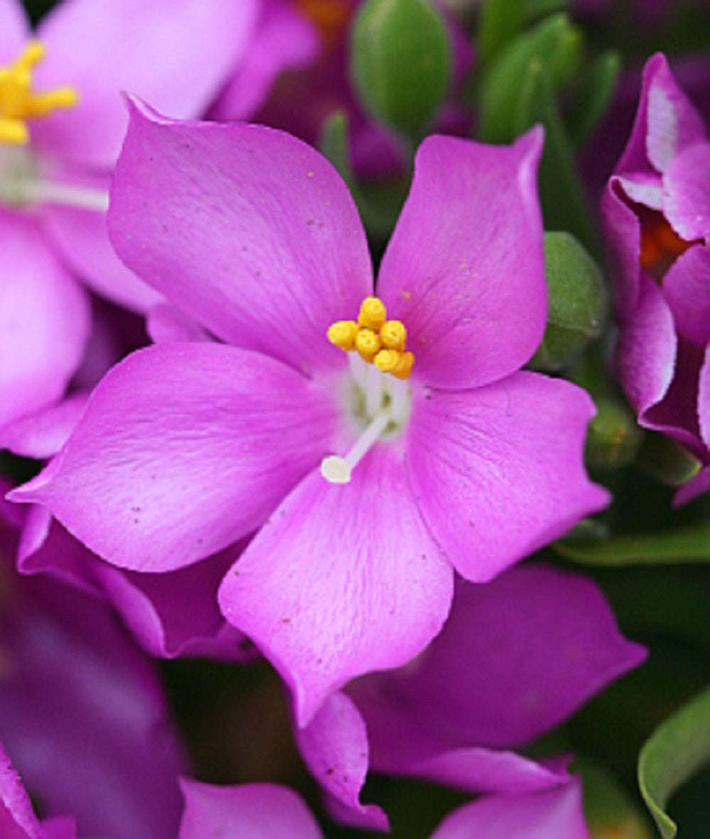 Orphium Frutescens - Indigenous Shrub - 10 Seeds