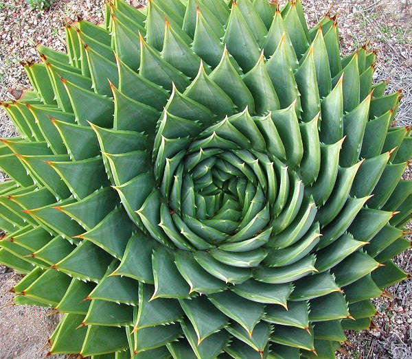 Aloe Polyphylla - African Spiral Aloe - Lesotho Succulent - Seeds - 10 Seeds