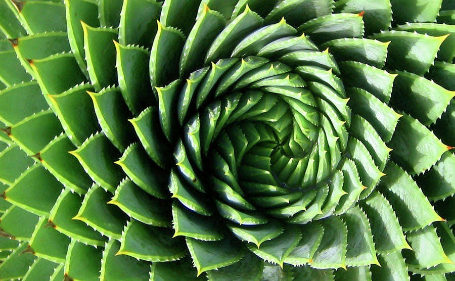 Aloe Polyphylla - African Spiral Aloe - Lesotho Succulent - Seeds - 10 Seeds