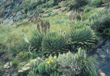 Aloe Polyphylla - African Spiral Aloe - Lesotho Succulent - Seeds - 10 Seeds