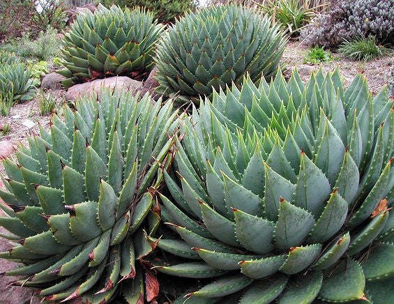 Aloe Polyphylla - African Spiral Aloe - Lesotho Succulent - Seeds - 10 Seeds
