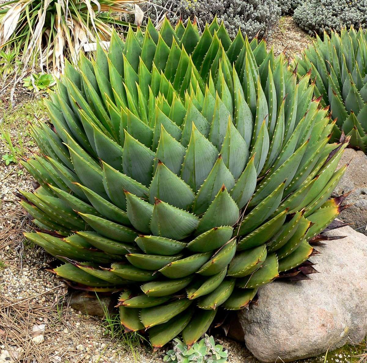 Aloe Polyphylla - African Spiral Aloe - Lesotho Succulent - Seeds - 10 Seeds