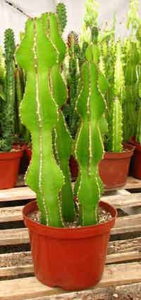 Euphorbia Cooperi - Kandelaarnaboom - Indigenous South African Succulent - 10 Seeds