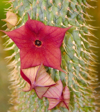 Hoodia Gordonii - Rare Indigenous South African Succulent - 5 Seeds