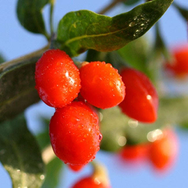 Goji Berry / Wolf berry - Lycium Chinense - Exotic Edible Fruit - 20 Seeds