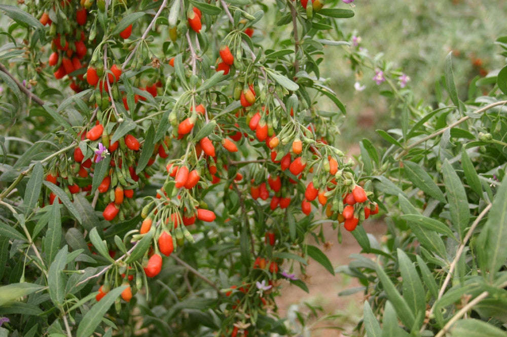 Goji Berry / Wolf berry - Lycium Chinense - Exotic Edible Fruit - 20 Seeds