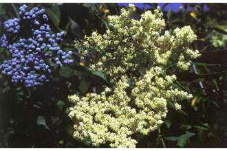 Blue Elderberry Exotic Fruit Tree - Sambucus cerulea - 5 Seeds