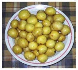 Wedding Favour Seeds - Marula Tree - Scleroc... - Self Pack Option - 100 Seeds - 20 Guests x 5 Seeds