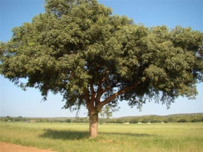 Wedding Favour Seeds - Marula Tree - Scleroc... - Self Pack Option - 100 Seeds - 20 Guests x 5 Seeds