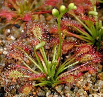 Drosera intermedia - Exotic Cuban Carnivorous Sundew Plant - 5 Seeds
