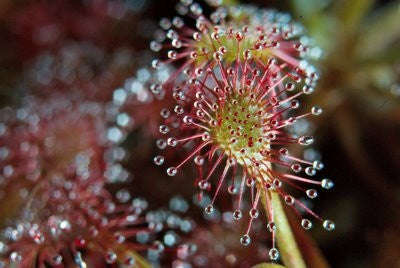 Drosera intermedia - Exotic Cuban Carnivorous Sundew Plant - 5 Seeds