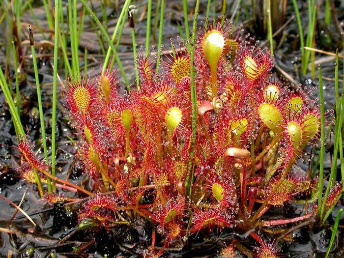 Drosera intermedia - Exotic Cuban Carnivorous Sundew Plant - 5 Seeds