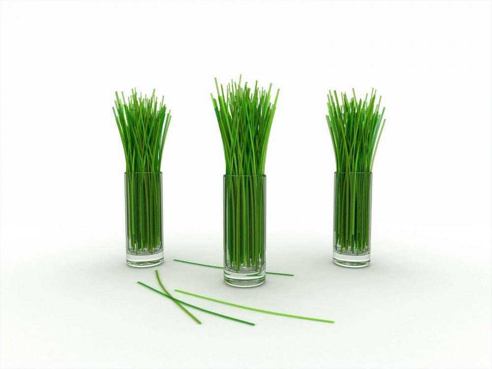 Lemon Grass - Lemongrass - East Indian - Cymbopogon Ciatrus - Herb Seeds - 10 Seeds