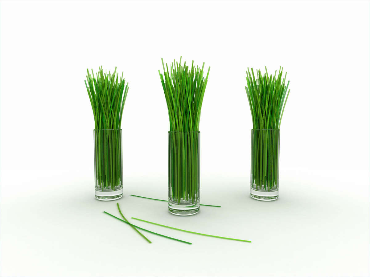 Lemon Grass - Lemongrass - East Indian - Cymbopogon Ciatrus - Herb Seeds - 10 Seeds