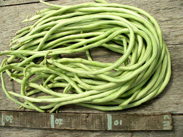 Chinese / Thai Yard Long Beans - Heirloom Vegetable - Vigna sesquipedalis - 5 Seeds