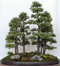 White Spruce - Picea Glauca -  Exotic Bonsai Tree - 10 Seeds