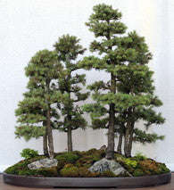White Spruce - Picea Glauca -  Exotic Bonsai Tree - 10 Seeds