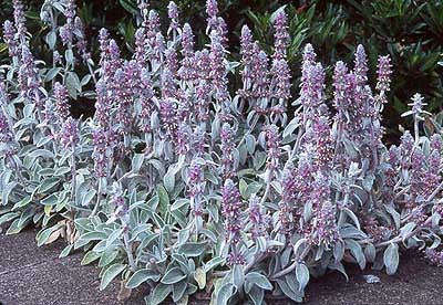 Stachys byzantina - Lambs Ears - Perennial Herb / Flower - 40 Seeds