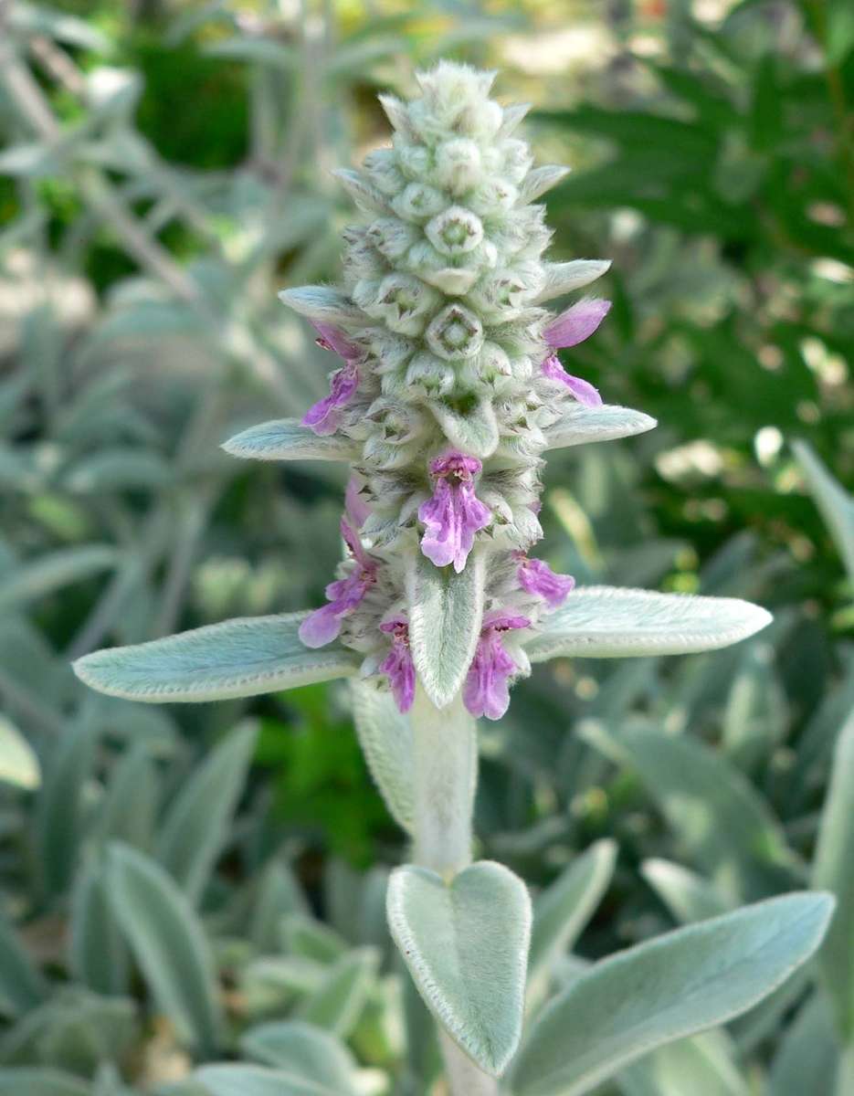 Stachys byzantina - Lambs Ears - Perennial Herb / Flower - 40 Seeds