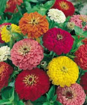 Zinnia California Giant Mix - Zinnia elegans - Annual Flower - 100 Seeds