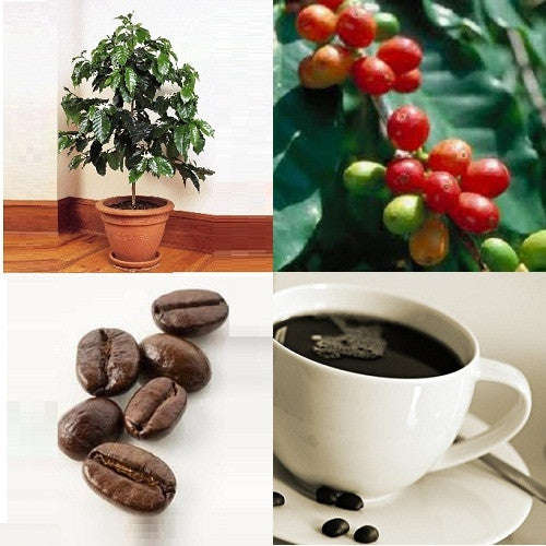 *** Grow your own Coffee Beans *** Dwarf Coffee - Coffea Arabica Nana - Evergreen Tree ... - 5 Seeds