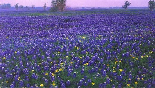 Texas Blue Bonnet - Texensis lupinus - Annual Flower - 5 Seeds