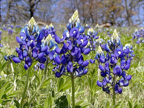 Texas Blue Bonnet - Texensis lupinus - Annual Flower - 5 Seeds