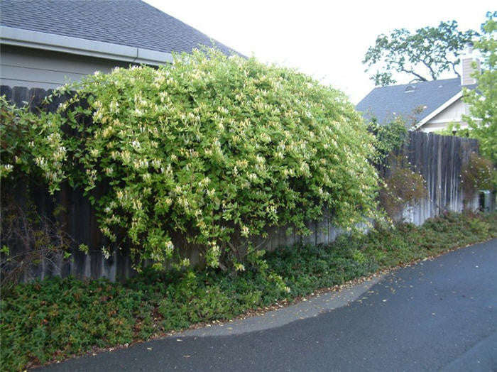 Japanese Honeysuckle - Lonicera japonica - Ground Cover - Creeping Vine - 5 Seeds