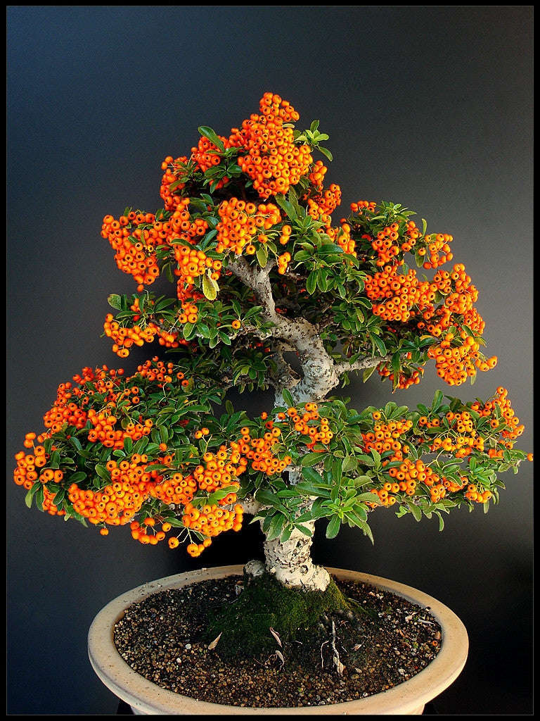 Sea Buckthorn - Hippophae Rhamnoides - Bonsai / Exotic Tree - 10 Seeds
