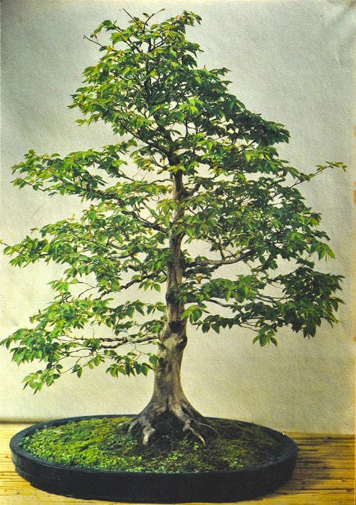 Common / European Hornbeam - Bonsai - Carpinus betulus - 10 Seeds