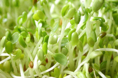 Alfalfa Sprouting Seeds - Lucerne - Medicago Sativa - 1000 Seeds