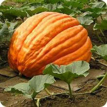 Atlantic Giant Pumpkin - Cucurbita Maxima - 5 Seeds - Grows up to 500kgs!!!