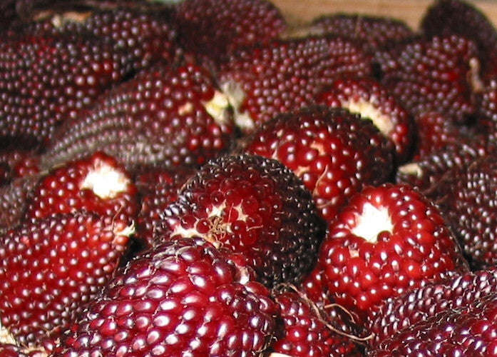 Strawberry Popcorn - Heirloom Vegetable - 10 Seeds