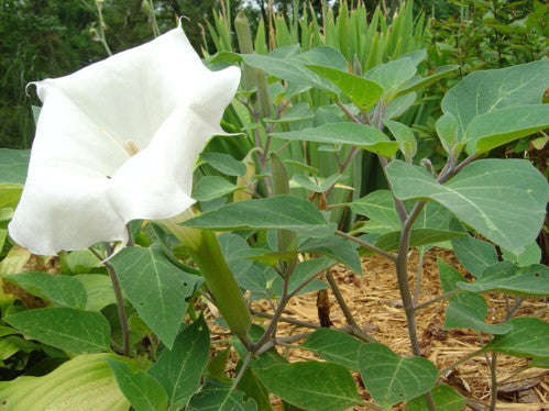 White Trumpets - Datura - Exotic Shrub - 10 Seeds