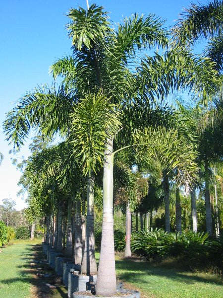 Foxtail Palm - Wodyetia bifurcata - Exotic Palm - 5 Seeds