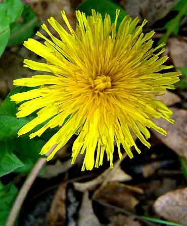 Dandelion - Taraxacum Officinale - Medicinal Perennial - 50 Seeds
