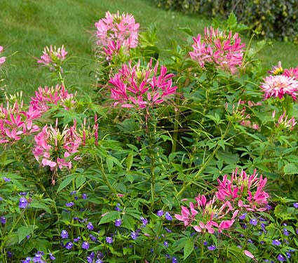 Rose Queen Cleome - Cleome hassleriana - Annual Flower - 100 Seeds