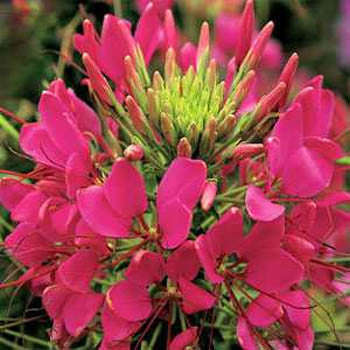 Rose Queen Cleome - Cleome hassleriana - Annual Flower - 100 Seeds