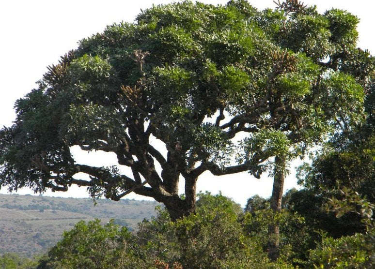 Cussonia spicata - Cabbage Tree - Indigenous South African Tree - 10 Seeds