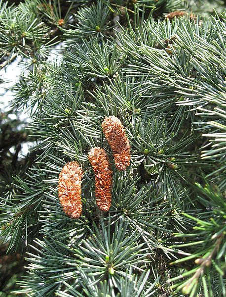 Lebanese Cedar - Cedrus libani ssp libani - Exotic Tree / Bonsai Tree - 5 Seeds