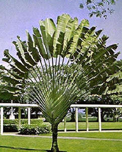 Travellers Palm - Ravenala Madagascarensis - Seeds - 10 Seeds
