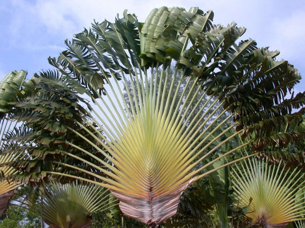 Travellers Palm - Ravenala Madagascarensis - Seeds - 10 Seeds
