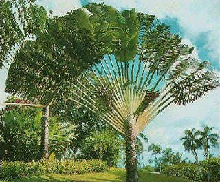 Travellers Palm - Ravenala Madagascarensis - Seeds - 10 Seeds