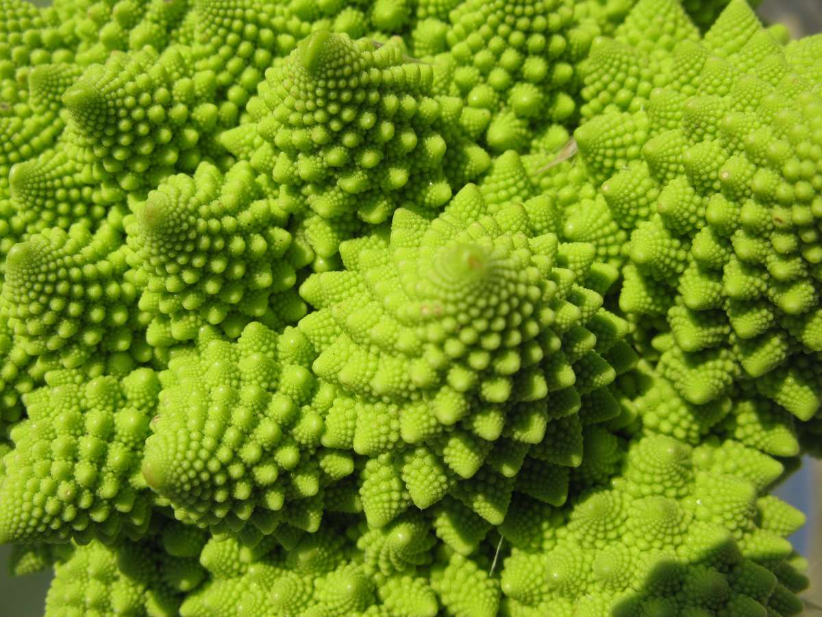 Romanesco Broccoli - Fractal Head Cauliflower - Brassica Oleracea - Exotic Vegetable - 100 Seeds