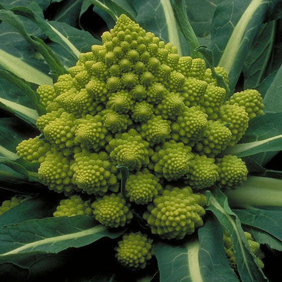 Romanesco Broccoli - Fractal Head Cauliflower - Brassica Oleracea - Exotic Vegetable - 100 Seeds