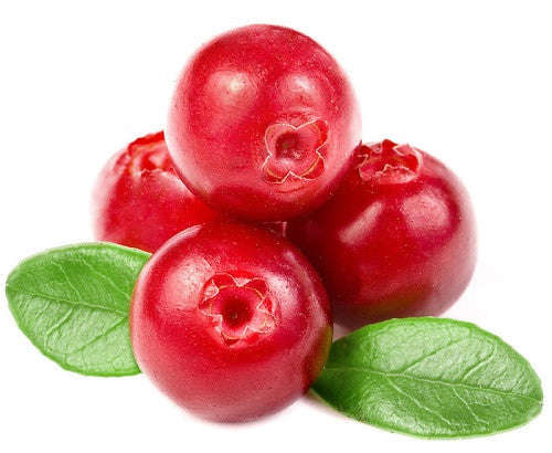 American Cranberry - Vaccinium Macrocarpon - 10 Seeds - Fruit Tree - Exotic Fruit
