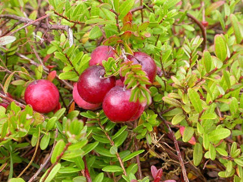 American Cranberry - Vaccinium Macrocarpon - 10 Seeds - Fruit Tree - Exotic Fruit