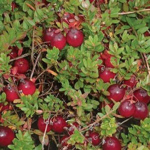 American Cranberry - Vaccinium Macrocarpon - 10 Seeds - Fruit Tree - Exotic Fruit
