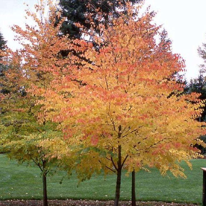 Japanese Katsura - Cercidiphyllum japonicum - Exotic Bonsai Tree - 10 Seeds