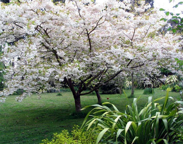 Japanese Flowering Cherry - Prunus serrulata - Flowering Tree / Bonsai Tree - 5 Seeds